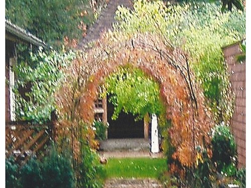 Garden Arbor Iron rebar is painted and spaced every 3 feet with Japanese Maples fastened to the rebar to add greenery. This is a very inexpensive design solution.
